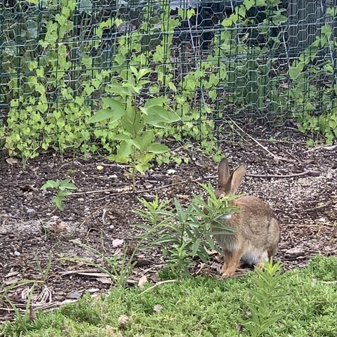Another pic of the rabbit is her stuffing her face in front of the milkweed. You can see most of her body but her most of her head is obscured, just her ears stick out. 

The pic was taken from a different angle in front of the native cucumber fence. There is also maypop seedlings coming out of the ground in front of the fence. 
