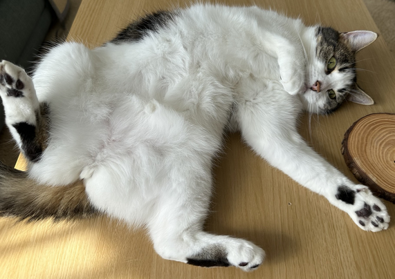 Photograph of a black and white cat lying on her back exposing her belly