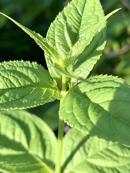 Two small spiny flower buds emerge out of a stem with three serrated lanceolate bright green leaves . The stem of the plant continues upward with three thin new leaves. The leaves are illuminated by late afternoon sunshine. 