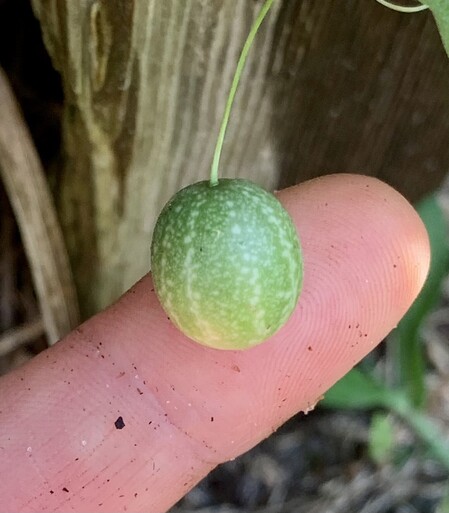 A finger holding up a very tiny cucumber. It is round and looks a little bit like a watermelon. ￼ the little melon is smaller than the fingertip. ￼Behind it is a wooden fence. ￼

The creeping cucumber tastes exactly like a cucumber, small and crunchy. It does not store well and needs to be eaten within hours of being picked or it starts to get squishy. I’ve tried salt-drying ￼them, and they shrivel to nothing like a little shriveled dot. I’ve also tried pickling them, and it’s not really worth the trouble since they are very small. Honestly, they are best just eaten raw.