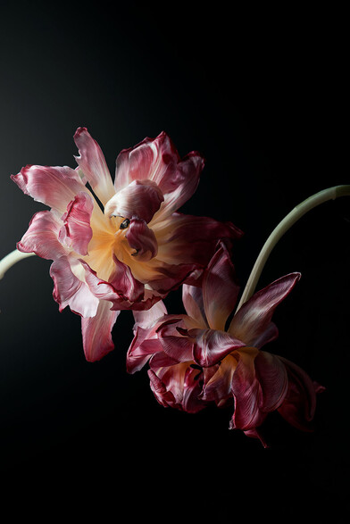 Photography of the aging tulips on a black background.