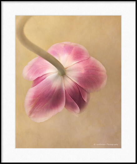 Photography of a beautiful pink tulip.