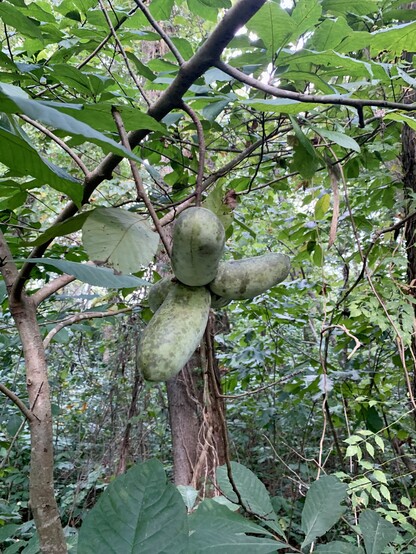 Four large pawpaws hang from a tree branch in a cluster in the center of the photo. The background is trees and leaves. 