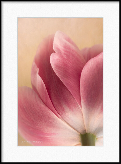 Close-up photography of a pink tulip flower.