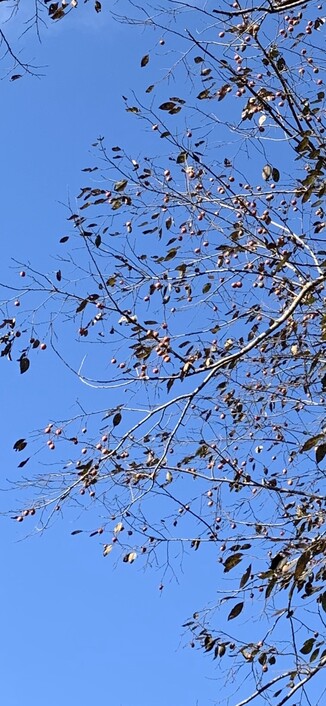 Sorry for this underwhelming pic. The background is blue sky and the pic shows high-up branches of the American persimmon with hundreds of fruit still hanging on its branches. This is the tree I collect fruit from and this pic was taken in late October last year after the leaves had mostly fallen for the season. Frost does not hurt persimmon harvest. Some people say the fruit is better after a frost but our frosts are very late (December). 