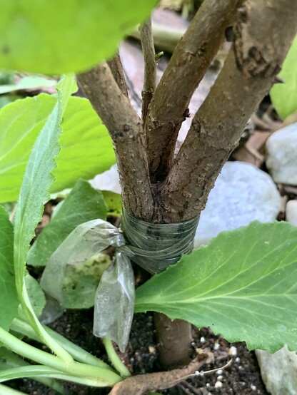 Pic shows trunk fusing on the tree Diospyros lotus. Stretchy plastic grafting tape is wound around the tree and tied together over the binding. You can see clearly that three seedlings have fused together at the middle. There are two more seedlings but they are sort of off the side so aren’t visible. 

After a year of growing, make sure the trunks are free from dirt and then bind them with grafting tape. The trunks will fuse together within a year or two and become one tree. Fusing several seedlings together ensures you have at least one female to one male. You can plant the fused tree in the ground a year after the trunks are fused. Protect from aggressive winds and squirrel damage using sturdy cage or trunk protectors. 

Occasionally some trees have perfect flowers. I don’t know how common this is. 