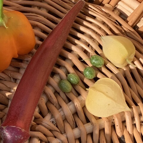 A pic of a basket holding an orange madhatter pepper, pink okra, four tiny creeping cucumbers and two native physalis papery husks. I also offer creeping cucumber seeds but those have other considerations. See previous post on Melothria pendula. 

The pic is to demonstrate the papery extent you can collect them. You can peel back the husk a bit to check the ripeness but don’t fully remove bc fruit may spoil if stem is damaged. Wait to remove the husk until you are ready to use. 

Plants can grow in part-shade, part-sun and mostly sun. Struggle a bit in full sun. 