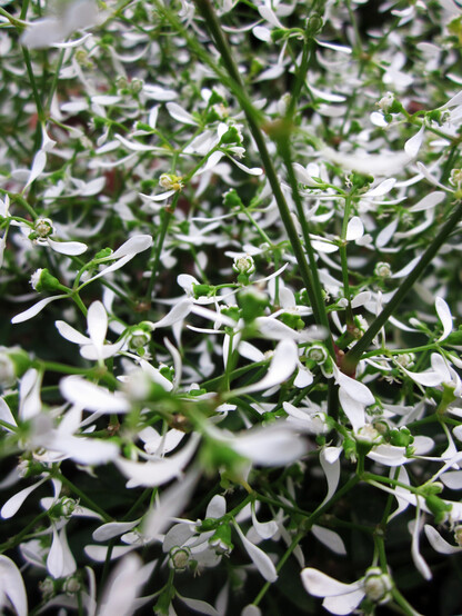 Fotografía en primer plano de una planta de florecillas blancas