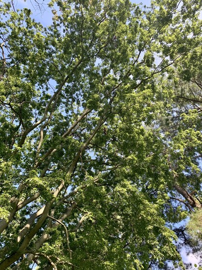 A pic facing upward showing the towering branches of the hackberry tree. It’s about 50ft high and full of leaves. The sky is blue in the background. 

Most of the hackberry trees are not producing many berries this year except one. Last year’s crop was intensely prolific. 