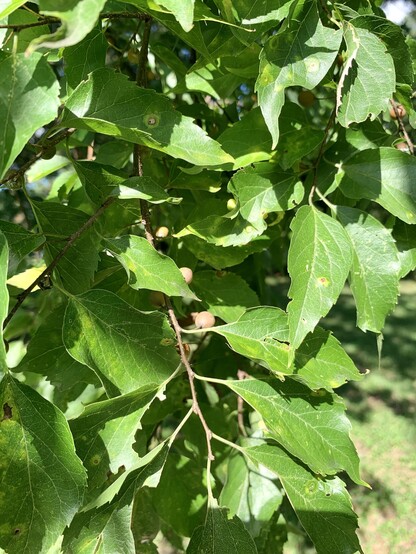 Close up of leaves and branches of the tree showing unripe fruits that are orangish yellow but are reflecting light so they appear light brown. Most of the leaves are healthy but you can see a few leaf galls. This tree is an entire ecosystem. Many species produce galls on this tree but it does ok. There are many trees that are over 50ft tall and are robust. Birds, squirrels and other creatures eat the galls too. This is the host species to many butterflies and moths. Even deer forage on the leaves. 