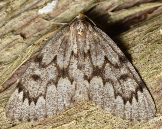 A photo of a moth on a piece of wood.