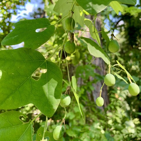 Lots of green grape looking berries hanging on a vine with fig-shaped leaves. There is one black ripe one hanging behind a stems of leaves and berries. A tree trunk, green leaves and blue sky in the background. 