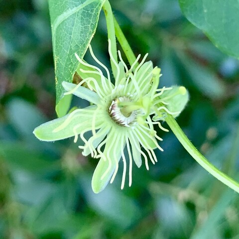 A small greenish white passionflower. This is the same flower at a different angle so that the flower is facing right. The flower does not have as many filaments as a maypop, and the filaments with the carona are thicker and white. The petals are thin and white and the samples are in light green and thicker than the petals. The anthers, styles and ovary are green. 

The flower is facing right on a stem and there is another flower bud to the right side. To the upper left of the flower is a dark green leaf with water markings. The background is blurry dark green of leaves. 