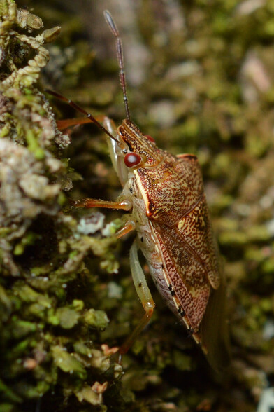 A photo of a shield bug on moss viewed from the side.