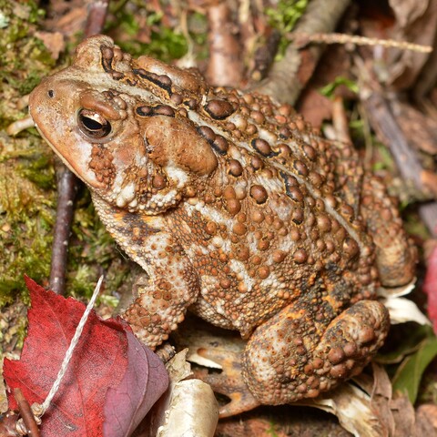 A photo of a toad amongst leaf litter.