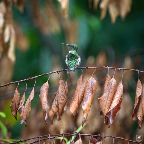 Color photo of a male Ruby-Throated Hummingbird perched on a twig with back to camera and head turned to the left showing its long needle-like bill. Its back feathers are iridescent green in color. The twig it is perched on has a row of dead leaves all hanging down and wet from a recent rain shower. The background is a blur of leaves and more forest vegetation. 