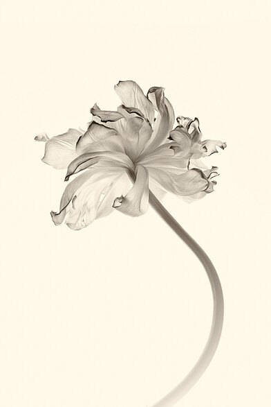 Photography of an aging tulip in sepia.