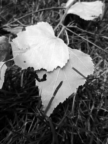 FotografÃ­a en blanco y negro de unas hojas secas sobre la hierba