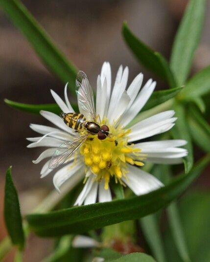 A photo of a hover fly on a white flower.