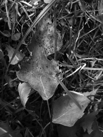 FotografÃ­a en blanco y negro de varias hojas secas entre la hierba