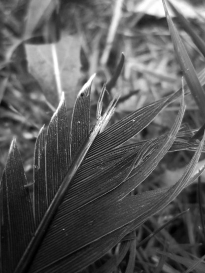 Fotografía en blanco y negro, en primer plano, de una pluma entre la hierba