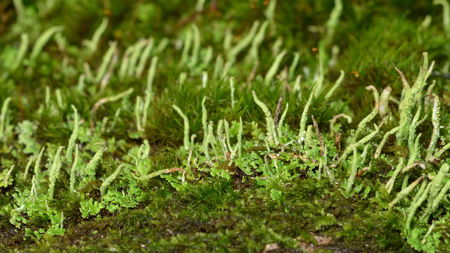 A closeup photo of pixie cup lichen growing among moss.