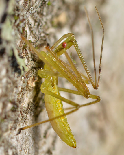 A closeup photo of a green assassin bug on the side of a tree.
