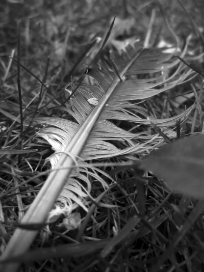 Fotografía en BN en primer plano de una pluma de pájaro en la hierba