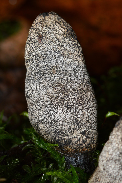A photo of "dead man's fingers" fungus.