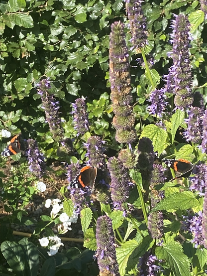 Three Black and Red butterflies on purple spikes of agastache flowers