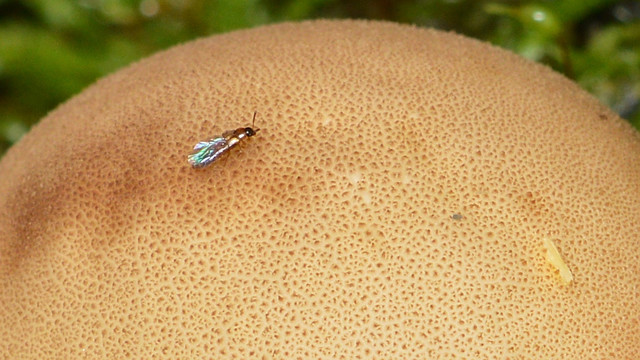 A photo of a beetle on top of a puffball mushroom.