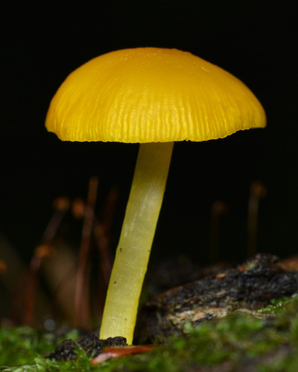 A photo of a yellow mushroom viewed from the side.