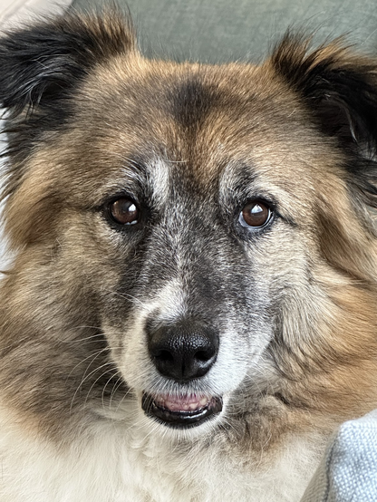 Portrait Photograph of my dog, a collie type dog with brown, blonde and white markings