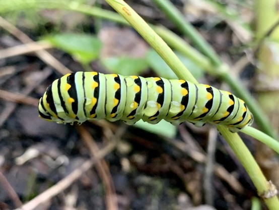 A light green caterpillar sitting on the end of a fennel shoot that has been completely chewed down. The pic is taken from above, slightly in profile, and the caterpillar is facing left. The caterpillar has black stripes with yellow dots on the black stripes. It’s very vibrantly colored. There are water droplets along its sides. In the background is dirt and green leaves, and more fennel shoots. 
