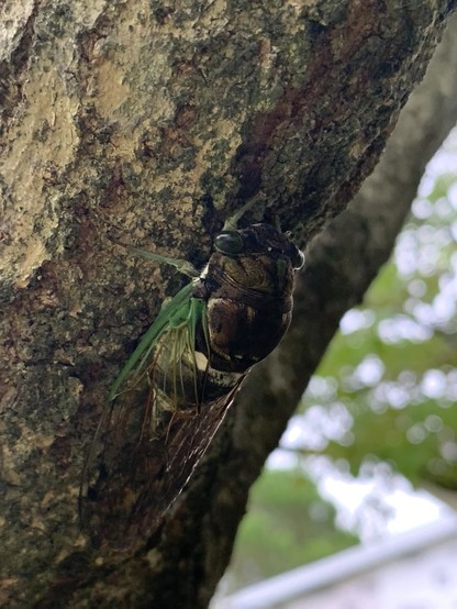 A a swamp cicada is very well camouflaged on a trunk of a fringe tree. It is closely clinging to the bark and is facing upwards/ to the top of the pic. The camera is pointing a little to the side and from the back of the insect. The dark mottled browns of the thorax and wings match the bark. There are green veins at the base of the wings and its legs are a faint translucent green. It’s a chubby round insect. Its eyes are like bulging black ovals to the side of its head. 

To the bottom of the pic is some sky and faded green leaves. 
