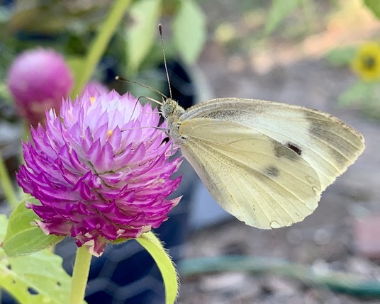 A small white butterfly is perched on a pink spiky flower. The butterfly has its proboscis out and is slurping nectar from the top of the flower. The butterfly has two black dots near the end of its wings, and around the wings is speckled grey. The butterflies legs are gray. The eyes are very large and also speckled gray, and the antennae are striped white and black with the knobby ends black.

The pink flower is darker pink at its base and lighter almost white towards the top. Its prickly appearance is from the hundreds of pointy petals facing upwards into a ball. The individual petals are a darker pink around the edges and lighter in the center. 

In the background is a blue planter with green leaves to the left, faded pink also to the left and yellow ￼flowers and brown to the right. 