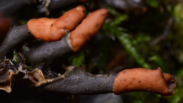 A closeup photo of pelt lichen.
