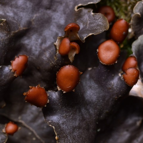 A closeup photo of pelt lichen.