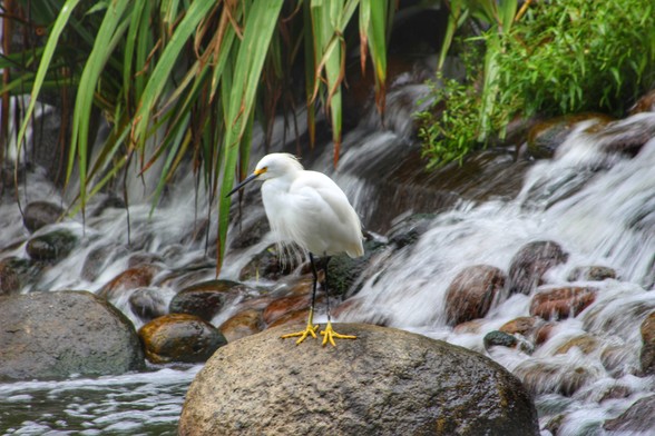 A snowy egret standing on on a rock in front of a waterfall and surrounded by green foliage.