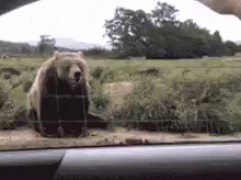 A bear waving back to a car passenger.