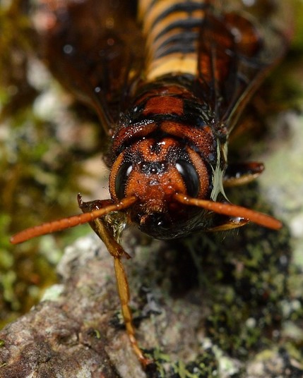 A closeup photo of a horntail head.