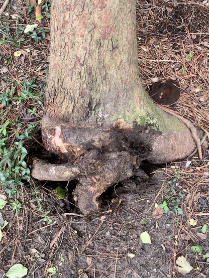 The trunk of the red bud tree that is leaning down towards the ground. The trunk is pointed upwards in the photograph and the roots are in the middle and the bottom. some of the large roots are still submerged in the ground and look OK whereas one root that is rotted is pulled away from the tree. ï¿¼ï¿¼
