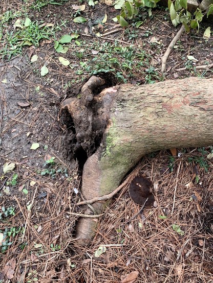 The trunk of the red bud tree that is leaning down towards the ground. This is at a different angle where the trunk is pointing right and the damage is towards the left. Some of the large roots are still submerged in the ground and look OK whereas one root that is rotted is pulled away from the tree. 