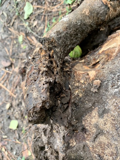 A closer image of the rotted root that is pulled away from the tree. There are some holes in the top part of the root. ï¿¼