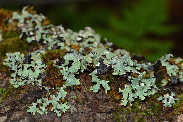 A photo of shield lichen growing on bark.
