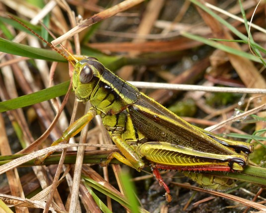 A photo of a grasshopper viewed from the side.