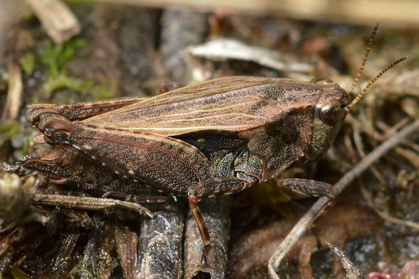 A photo of a grasshopper viewed from the side.