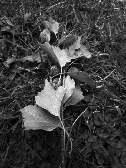 FotografÃ­a en blanco y negro de unas ramitas sobre la hierba