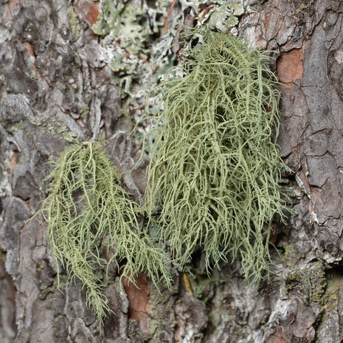 A photo of beard lichen on the side of a tree.