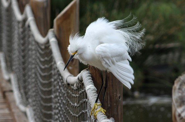 A snowy egret stands on a guide rope on a boardwalk.  It is staring down and has just fluffed its feathers, so the feathers at its rear are displaced and individually visible.